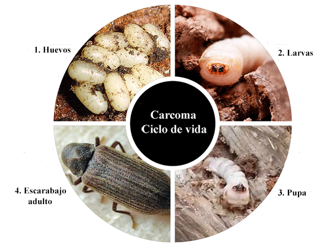 Tratamiento Preventivo contra la Carcoma | carcoma y termitas