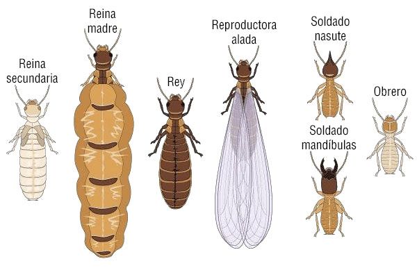 Las termitas de la madera